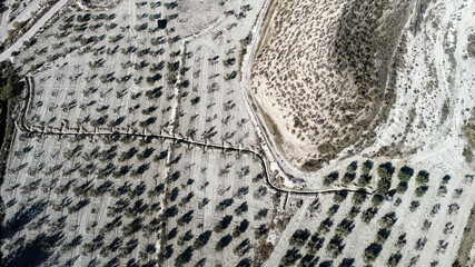 Aerial view of olive tree plantation and dry terrain with winding path