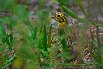 Goldammer // Yellowhammer (Emberiza citrinella) 