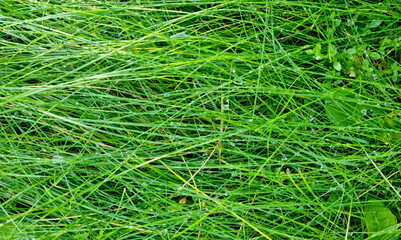 Green grass texture background with drops of dew and rain. Close-up lawn of mixed grass in the morning for background and text. Selective focus.