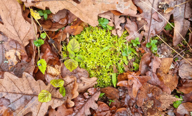 Moss on the ground in the oak forest. Top view. Nature background