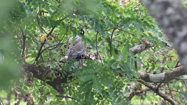 Picazuro patagioenas wild pigeon protecting its nest from the gale with its chick in a Brazilwood tree.Protection of offspring, family, family values, reproduction, maternal instinct, paternal instinc