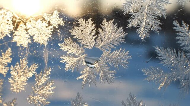 Intricate frost patterns crystallizing on a cold window pane, illuminated by the soft glow of a winter morning sun, creating a delicate natural artistry of ice