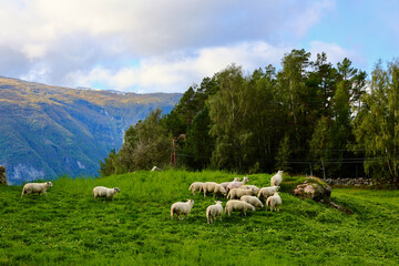 Fototapeta premium Sheep Grazing on Mountain Hillside in Aurlandsvangen, Norway