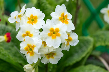 Spring flowering white primrose, an unpretentious perennial plant.