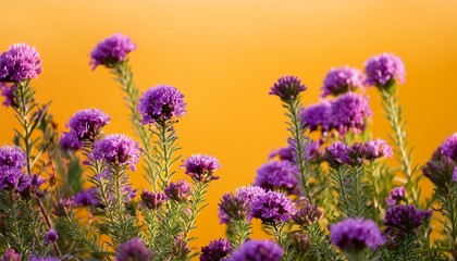Obraz premium vibrant purple flowers against a warm yellow backdrop