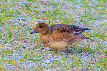 The Eurasian Wigeon (Anas penelope) is a bird of the duck family, a river duck.