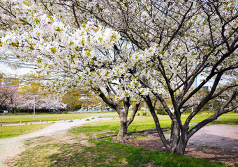 Fototapeta premium 春の難波宮跡公園