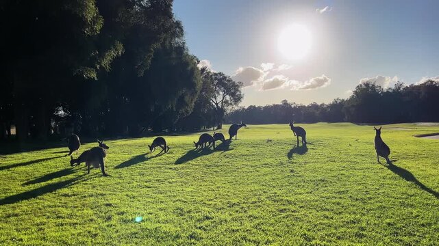 Group of kangaroos peacefully grazes in a green field as the sun sets in the background, casting long shadows.