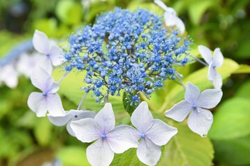 Single blue lacecap hydrangea flower head with tiny fertile blossoms and pale outer petals, glistening with raindrops against a soft green background in a peaceful Japanese garden.