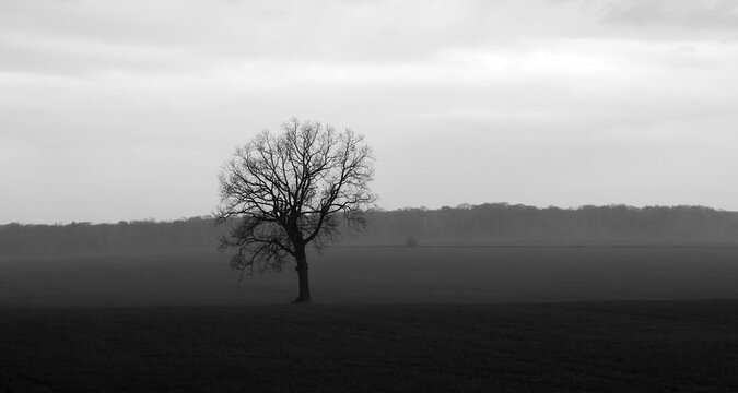 Retro-style black and white photo of lonely tree with bare branches and no leaves in field in late autumn in calm windless weather as symbol of peace and tranquility