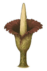Amorphophallus titanum (bunga bangkai)