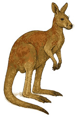 Macropus rufus (Kanguru Merah) © Diono