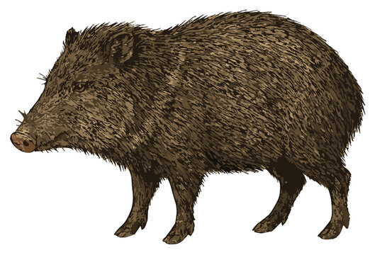 Pecari tajacu (Javelina)