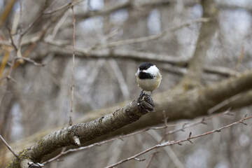 A black-capped chickadee balances on a short branch in a winter woodland, surrounded by bare tree limbs.