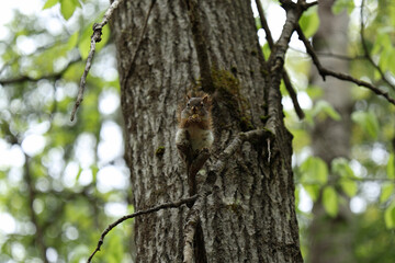 A red squirrel sits on a small branch against a tree trunk, holding food with its front paws in a forest setting.