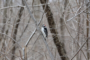 A downy woodpecker with a red crown patch perches on a thin branch in a leafless winter woodland.