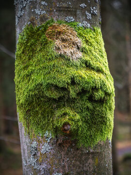 the grumpy tree spirit - der m&uuml;rrische Baumgeist