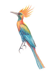 Watercolor illustration of exotic tropical bird of paradise. Colorful, detailed, hand-painted artwork isolated for prints and design projects.