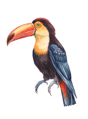 Watercolor illustration set of  exotic tropical bird toucan. Colorful, detailed, hand-painted artwork isolated for prints and design projects.