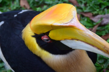  great hornbill with the distinctive large, bright yellow casque on top of massive bill, the  casque  bright yellow,red eye,black plumage on back and wings with yellowish-white on the neck ,throat