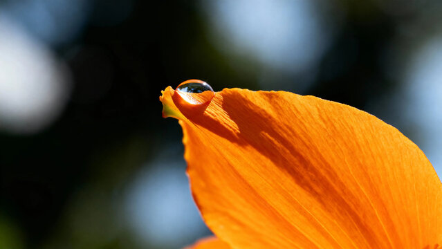 Close-up of a water droplet on an orange flower petal with a blurred natural background - Powered by Adobe