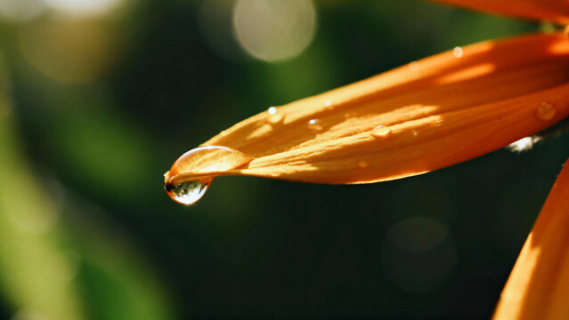 A close-up of a water droplet hanging from the tip of an orange leaf, illuminated by sunlight against a blurred green background.
