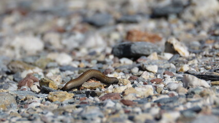 Movimiento de un milpiés anillado y pardo sobre un fondo de grava y fragmentos de roca de múltiples colores en un suelo soleado y seco.