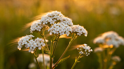 White wildflowers in a field at golden hour, softly lit by sunlight
