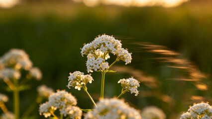 White wildflowers swaying in a field during golden hour