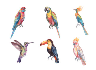 Watercolor illustration set of six exotic tropical birds, including parrots, toucan, hummingbird, and crested species. Colorful, detailed, hand-painted artwork isolated for prints and design projects.