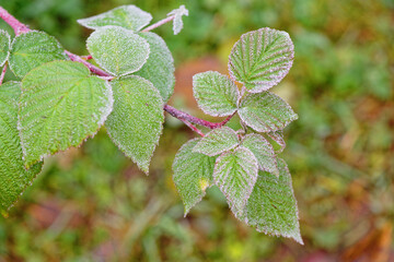 Green leaves covered with frost