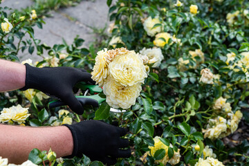 Caring Hands Pruning Yellow Roses in a Blooming Summer Garden. Close-up of hands wearing gardening gloves carefully pruning yellow roses in full bloom