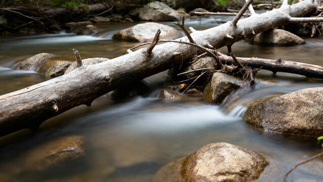 A serene forest stream flows over rocks and fallen logs, captured with a long exposure to create a smooth water effect. - Powered by Adobe