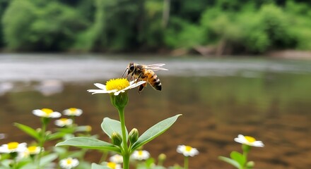 Bee collecting nectar from a small white flower with a blurred river background.