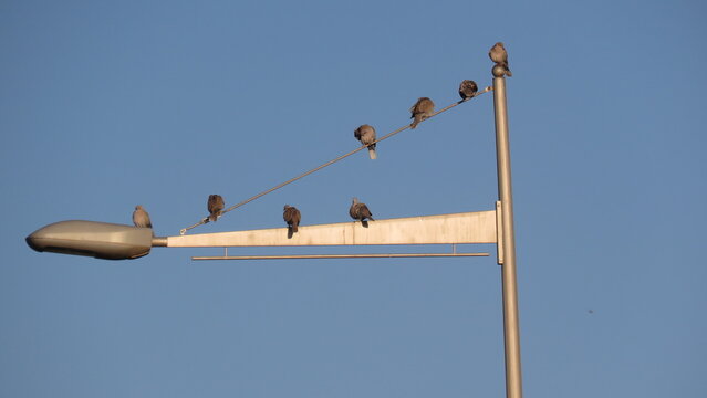 Grupo de ocho tórtolas posadas en el cable y la estructura de una farola urbana, bajo un cielo azul brillante y despejado.