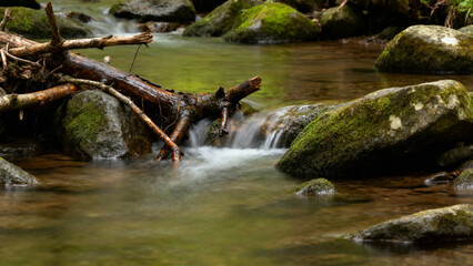 A serene forest stream flows over moss-covered rocks and fallen logs.