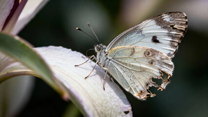 A white butterfly with brown markings rests on a pale leaf, showcasing its delicate wings and antennae in a natural setting.