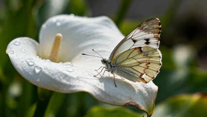 A white butterfly with black markings rests on a dew-covered calla lily flower in a natural setting.