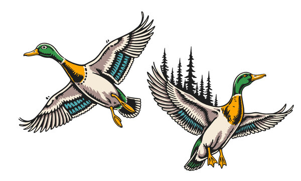 set of two vintage flying mallard duck illustrations. Retro hand drawn artwork for a t-shirt or logo