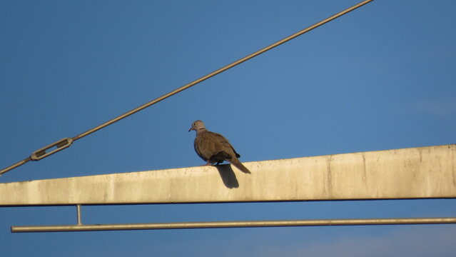 T&oacute;rtola solitaria posada sobre una viga met&aacute;lica industrial, contrastando su silueta con un cielo azul vibrante de d&iacute;a.