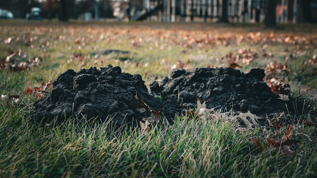 low angle close-up of mole hills in autumn, mounds of loose, dark soil pushed to the surface by moles digging underground tunnels in search of food like earthworms. animal behavior background.