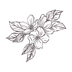 Fruit tree flowers with leaves, hand-drawn with ink and translated into vector. Apple and prune flowers are perfect for printing on paper and fabric, for packaging design.