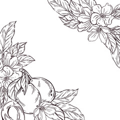 Vector frame of fruit, ripe plum and flowers of fruit trees together with leaves. All objects are hand-drawn in ink and converted into vector. The illustration is perfect for food packaging design.