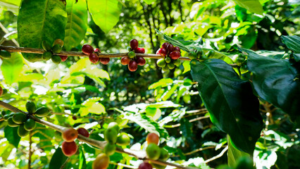 Coffee bush with red and green beans.