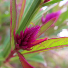 日本で秋にケイトウがピンク色の花を咲かせています