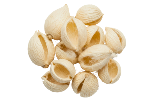Heap of light colored fibrous and empty seed pods for decor isolated on transparent background