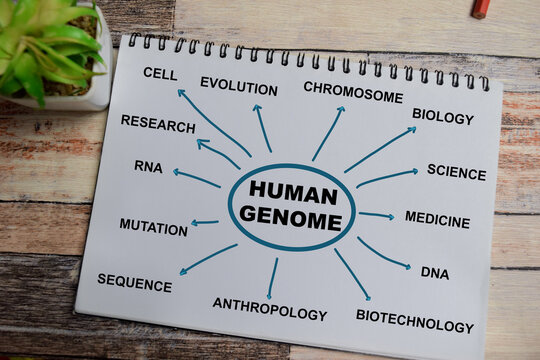 Concept of mind map human genome write on book with keywords isolated on Wooden Table.
