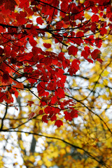 Black branches with red and yellow leaves. Minimalism, the beauty of nature in autumn.