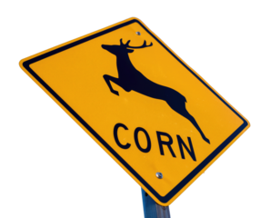 Yellow Diamond Shaped Road Sign With Black Silhouette Of A Jumping Deer And The Word Corn On Black Background
