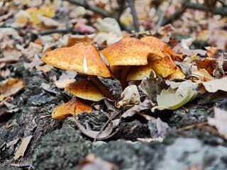 Group of yellow brown scaly caps growing on fallen log among dry leaves